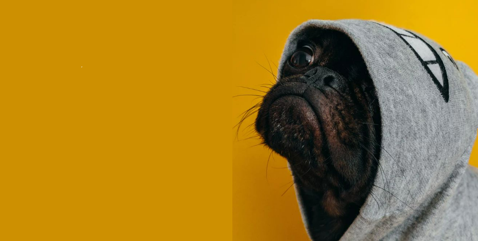 Pug Header